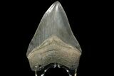 Serrated, Fossil Megalodon Tooth - Georgia River #84153-1